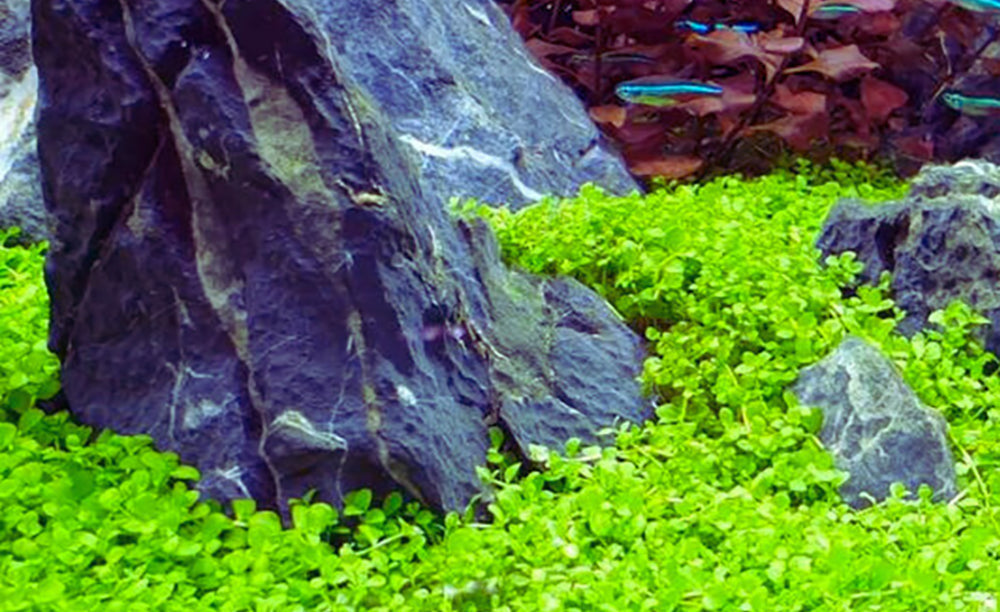 Micranthemum Monte Carlo  מיקרנטמום מונטה קרלו