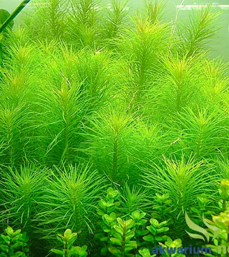Pogostemon Erectus פוגוסטמון ארקטוס