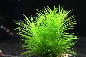 Pogostemon Erectus פוגוסטמון ארקטוס