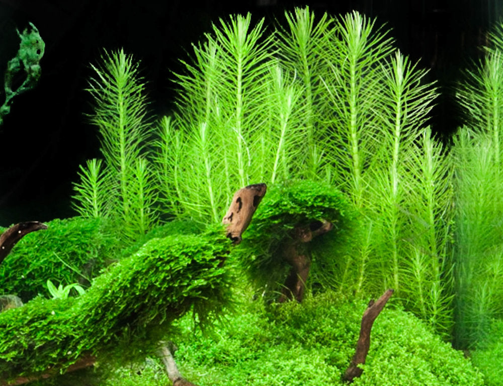 Pogostemon Erectus פוגוסטמון ארקטוס