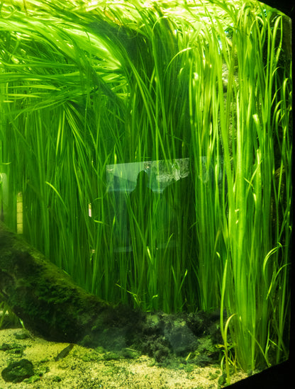 Vallisneria Nana  וליסנריה ננה