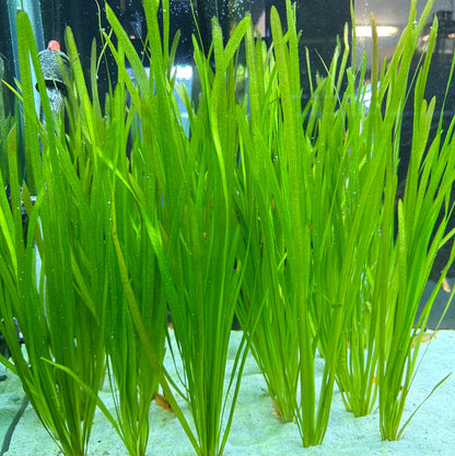 Vallisneria Nana  וליסנריה ננה