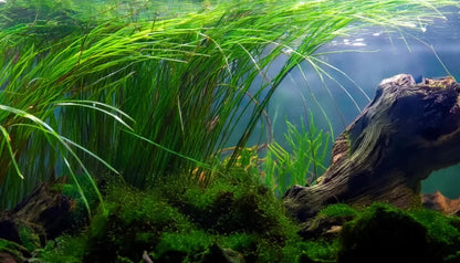 Vallisneria Nana  וליסנריה ננה