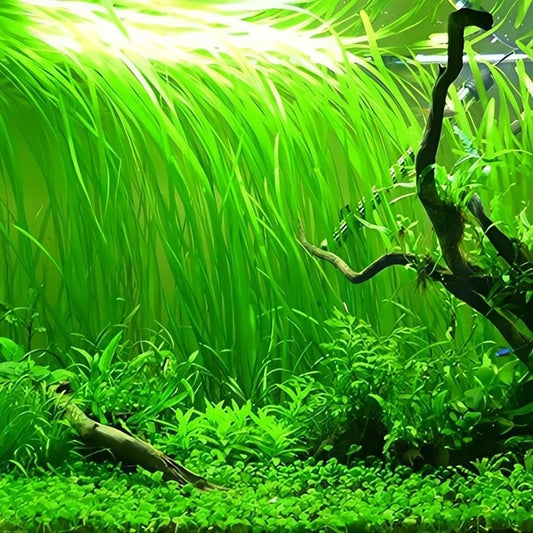 Vallisneria Nana  וליסנריה ננה