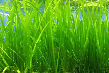 Vallisneria Nana  וליסנריה ננה