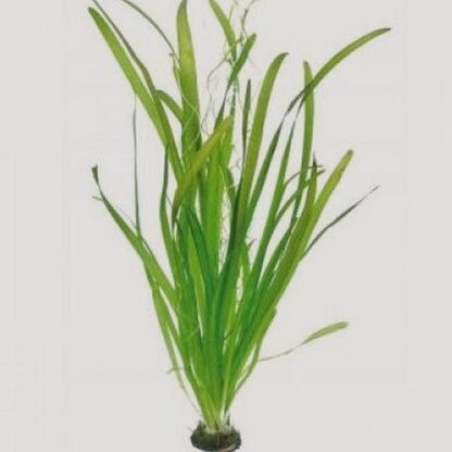 Vallisneria Nana  וליסנריה ננה