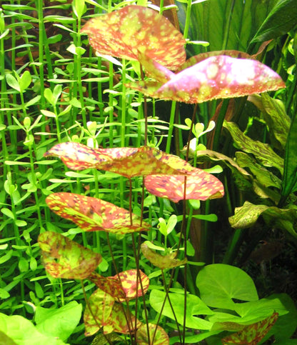 Nymphaea Micrantha “ Tri Color “ נימפאה מיקרנטה ״ טרי קולור ״