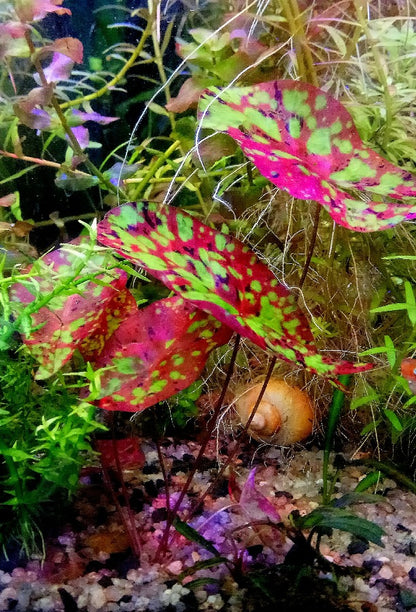 Nymphaea Micrantha “ Tri Color “ נימפאה מיקרנטה ״ טרי קולור ״