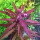 Limnophila Aromatica  לימנופילה ארומטיקה