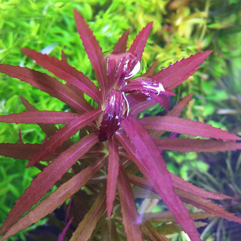 Limnophila Aromatica  לימנופילה ארומטיקה