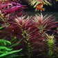Limnophila Aromatica  לימנופילה ארומטיקה