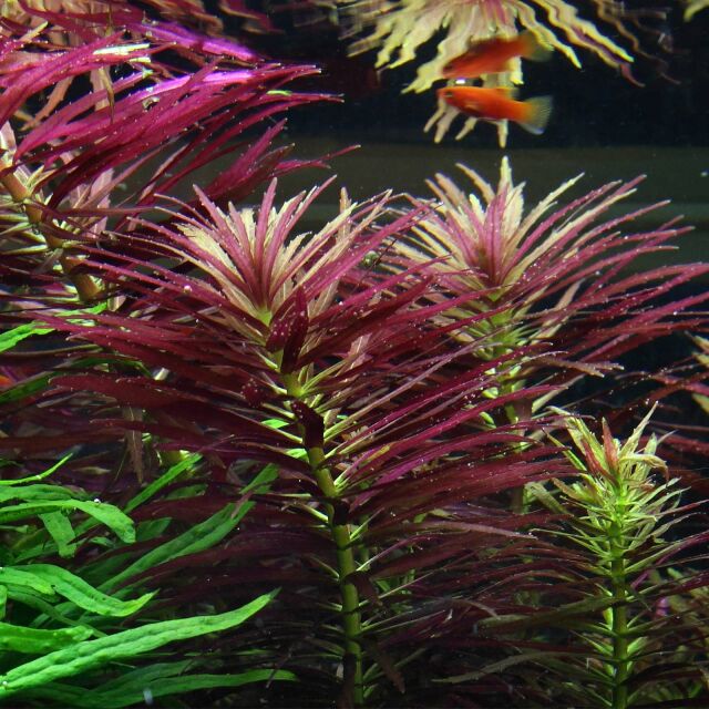 Limnophila Aromatica  לימנופילה ארומטיקה