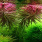 Limnophila Aromatica  לימנופילה ארומטיקה