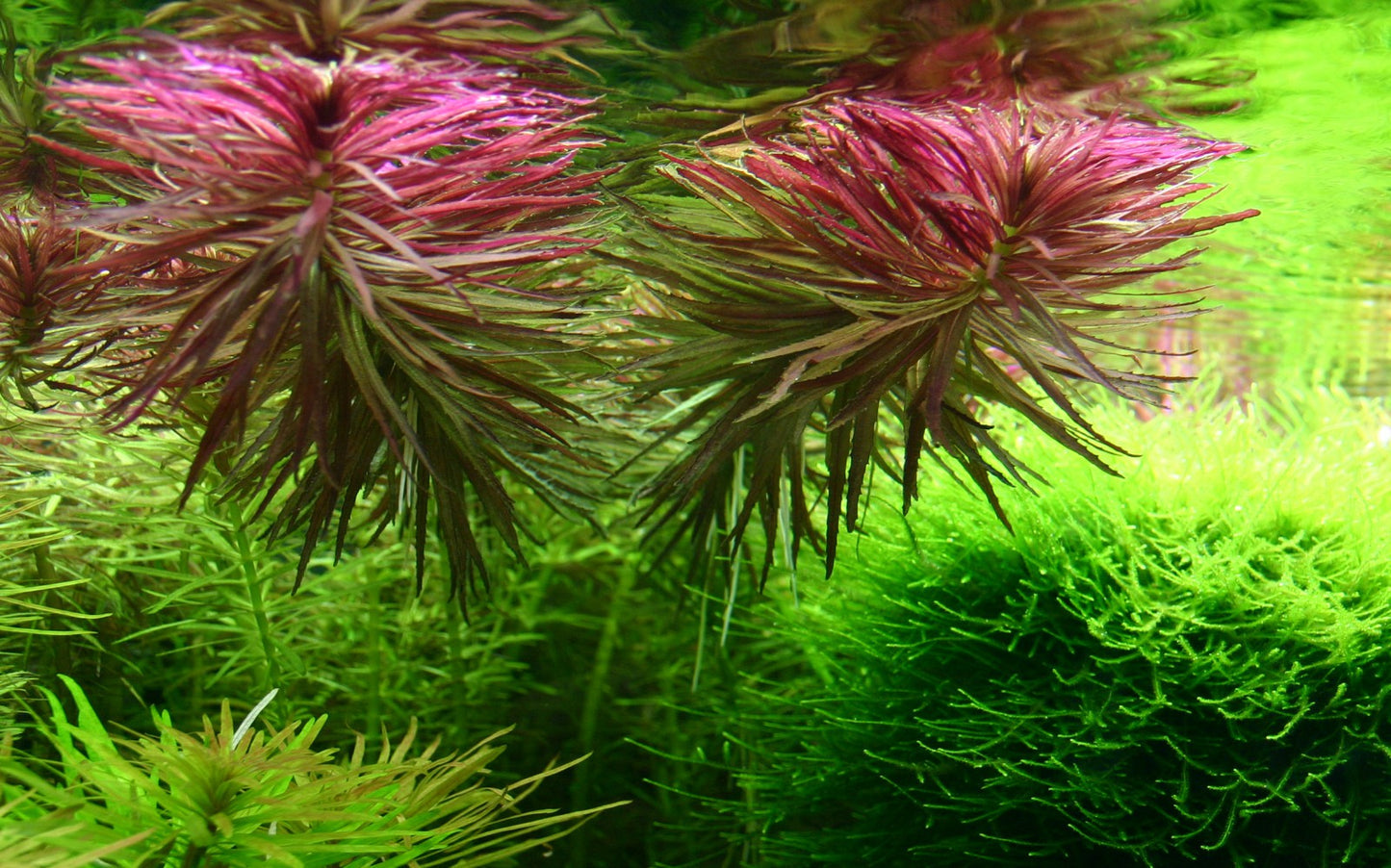 Limnophila Aromatica  לימנופילה ארומטיקה