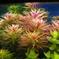 Limnophila Aromatica  לימנופילה ארומטיקה