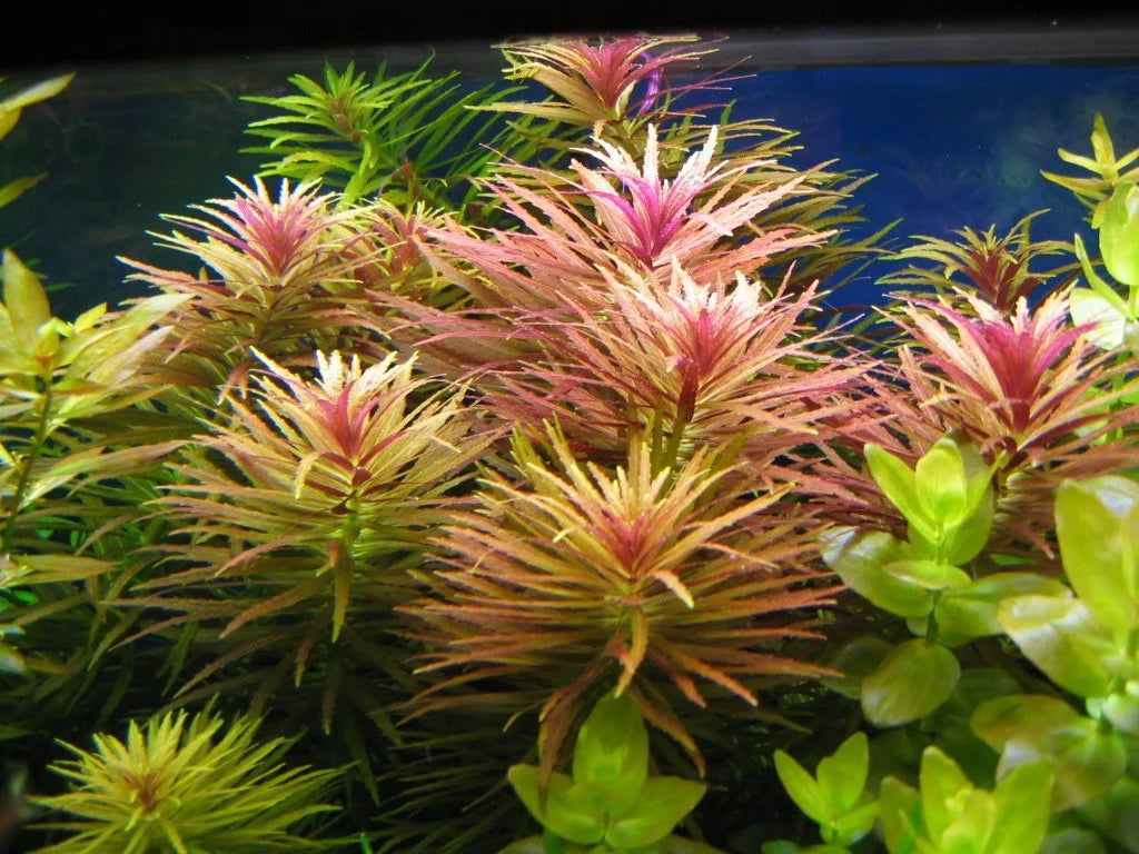 Limnophila Aromatica  לימנופילה ארומטיקה