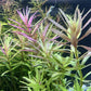 Limnophila Aromatica  לימנופילה ארומטיקה