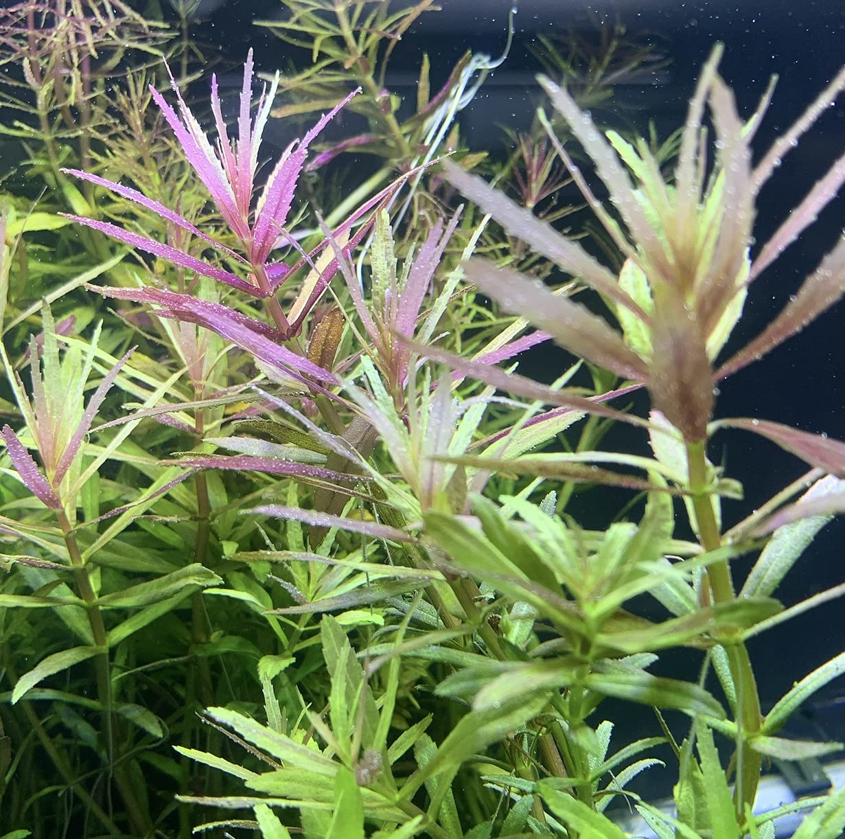 Limnophila Aromatica  לימנופילה ארומטיקה