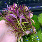 Limnophila Aromatica  לימנופילה ארומטיקה