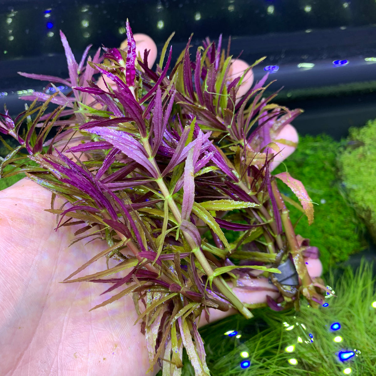 Limnophila Aromatica  לימנופילה ארומטיקה