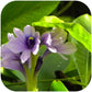 Eichhornia Azurea  איכורניה אזוראה