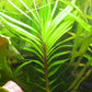 Eichhornia Azurea  איכורניה אזוראה