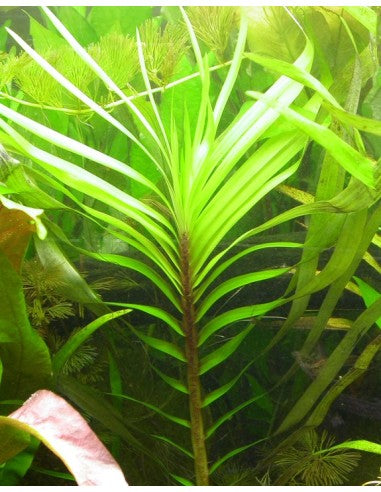 Eichhornia Azurea  איכורניה אזוראה