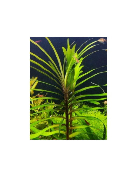 Eichhornia Azurea  איכורניה אזוראה