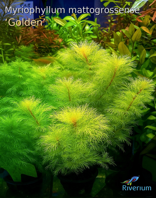 מיריופילום מטוגרוסנס גולד Myriophyllum Mattogrossense sp. Gold / Golden Myrio.