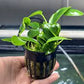 Anubias Barteri Var. Nana Bonzai  אנוביה ברטרי ואר. ננה בונזאי