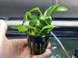 Anubias Barteri Var. Nana Bonzai  אנוביה ברטרי ואר. ננה בונזאי