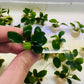 Anubias Barteri Var. Nana Bonzai  אנוביה ברטרי ואר. ננה בונזאי