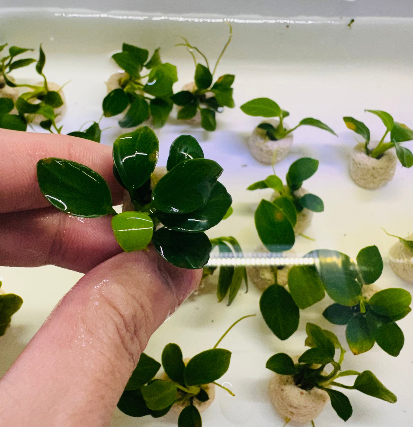 Anubias Barteri Var. Nana Bonzai  אנוביה ברטרי ואר. ננה בונזאי