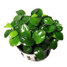Anubias Barteri Var. Nana Bonzai  אנוביה ברטרי ואר. ננה בונזאי