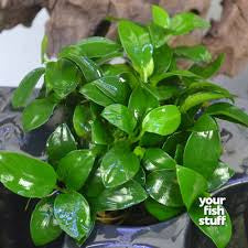 Anubias Barteri Var. Nana Petit  אנוביה ברטרי ננה פטיט