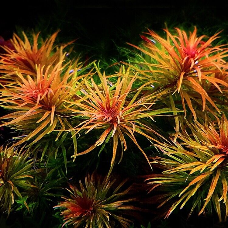 Ludwigia Inclinata "Cuba" "לודוויגיה אינקלינטה "קובה