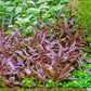 Hygrophila Lancea "Araguaia" היגרופילה אראגוואיה
