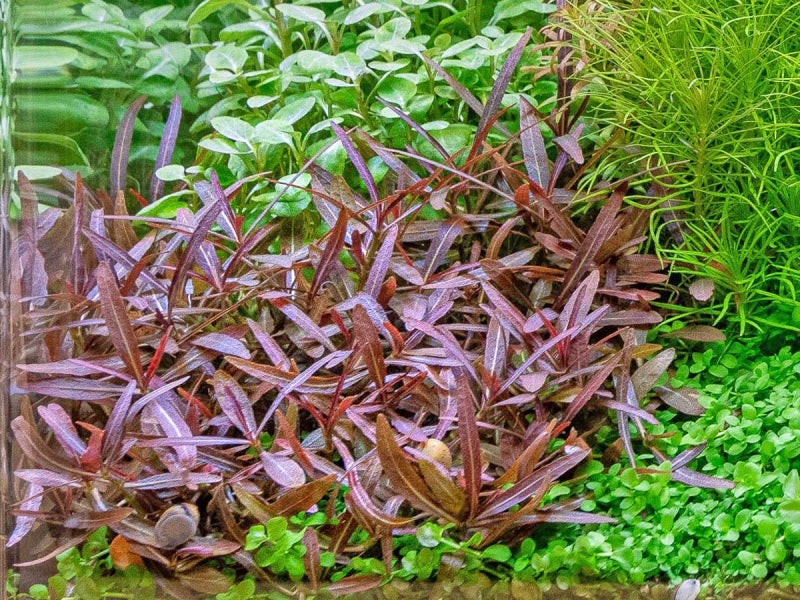 Hygrophila Lancea "Araguaia" היגרופילה אראגוואיה