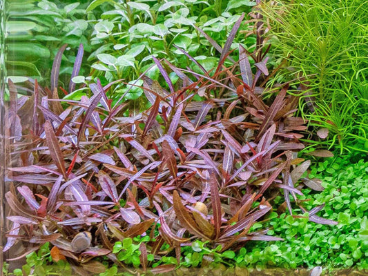 Hygrophila Lancea "Araguaia" היגרופילה אראגוואיה