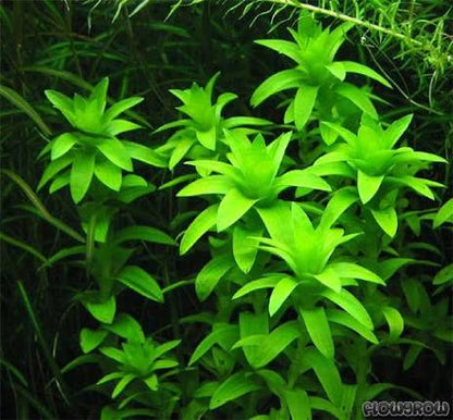 Tonina Fluviatilis   טונינה פלוביאטיליס