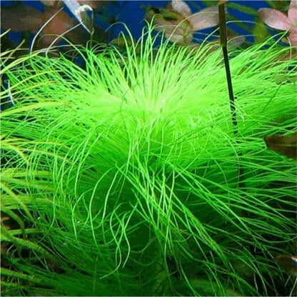 Eriocaulon sp. Setaceum אריוקולון סיטאסיום