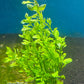 לודוויגיה פלוסטריס ירוקה Ludwigia Palustris Green