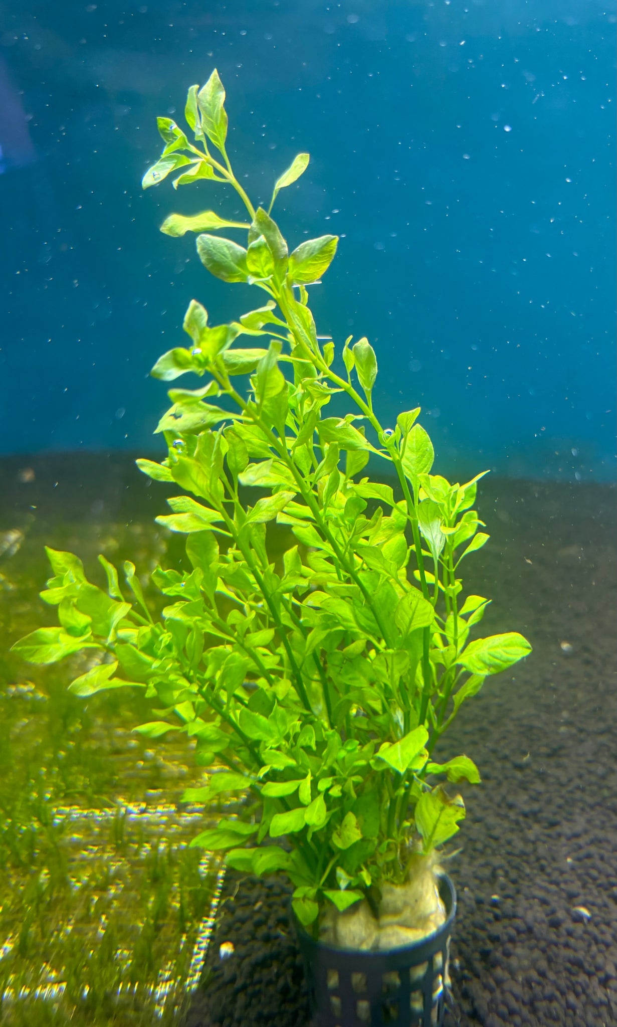 לודוויגיה פלוסטריס ירוקה Ludwigia Palustris Green