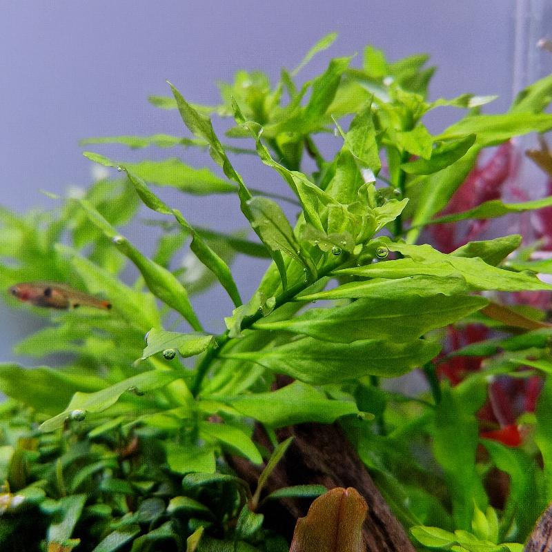 לודוויגיה פלוסטריס ירוקה Ludwigia Palustris Green