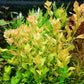 לודוויגיה פלוסטריס ירוקה Ludwigia Palustris Green