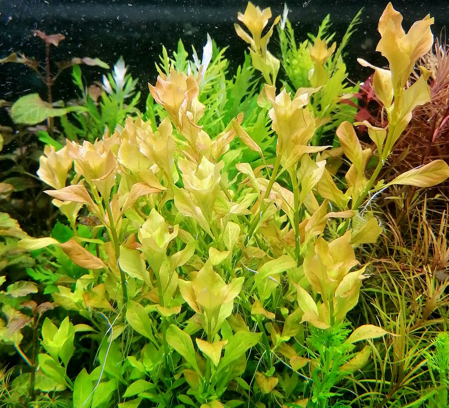 לודוויגיה פלוסטריס ירוקה Ludwigia Palustris Green