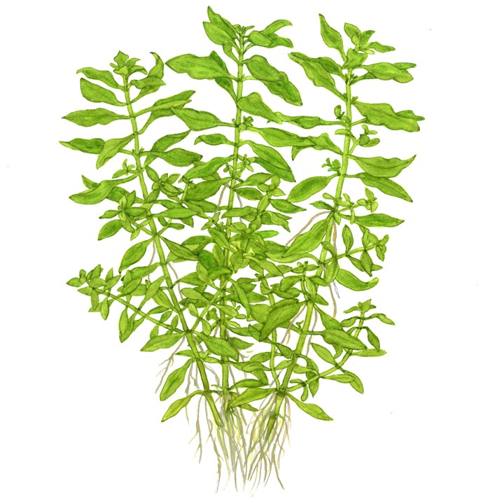 לודוויגיה פלוסטריס ירוקה Ludwigia Palustris Green