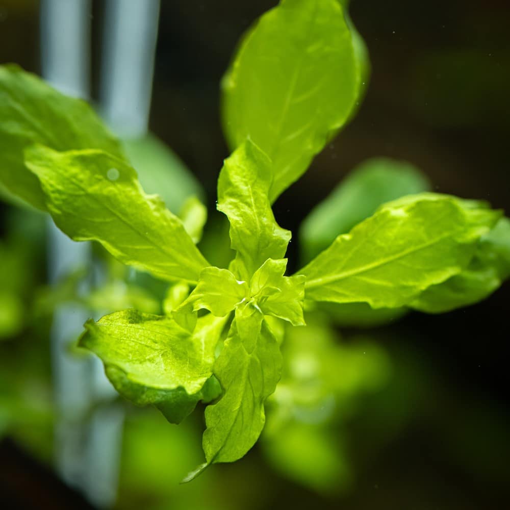 לודוויגיה פלוסטריס ירוקה Ludwigia Palustris Green