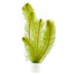 מיריופילום הטרופילום Myriophyllum Heterophyllum