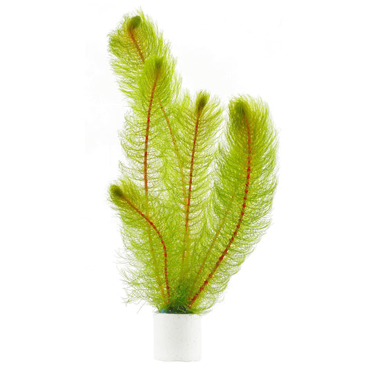 מיריופילום הטרופילום Myriophyllum Heterophyllum